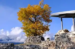 Tree with orange leaves surrounded by a small stone wall.