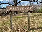 Arbutus Oak Sign Closeup