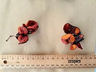 Fruit with a standard 30cm/12in ruler