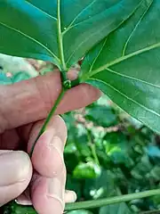 Sunken gland on the rachis, an identification feature