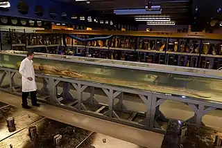 #487 (15/3/2004)"Archie" preserved in a 9.45 m-long acrylic tank at London's Natural History Museum