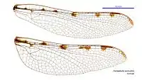 Female Archipetalia auriculata wings