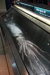 (?/7/2005)Same specimen on display at the NMNH's Sant Ocean Hall, preserved in Novec 7100 fluid. Both of the museum's exhibited giant squid originated from CEPESMA (which managed Museo del Calamar Gigante in Luarca, Asturias) and were prepared by the ECOBIOMAR group of CSIC's Instituto de Investigacións Mariñas in Vigo, Galicia.