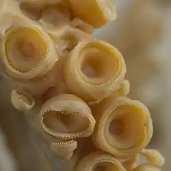 #341 (16/7/1992)Closeup of the tentacular suckers of the same specimen