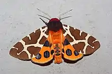 Garden tiger moth, Arctia caja, displays startling bright pattern of black spots on orange-red hindwings. The insect is bitter-tasting, so the pattern may be aposematic as well as deimatic.