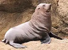 New Zealand fur seal on a rock at Castle point