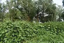 Green trees in the top half of the image have hanging branches, and the lower half shows vining, elephant-ear-shaped leaves.