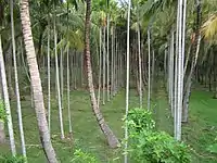 Areca nut plantation in India.