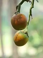 Areca fruits hanging from the tree.