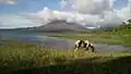 Horse grazing on the shore of the Lake with the Arenal Volcano in the background.