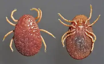 Argas persicus argasid ticks, female, dorsal and ventral.