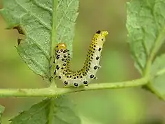 Larva