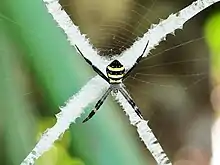 St Andrew's cross spider (Argiope keyserlingi), Australia
