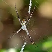 Adult female in north Queensland with two segments of its stabilimentum arranged vertically