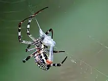 Female immobilizing prey by wrapping a curtain of silk around the insect for later consumption