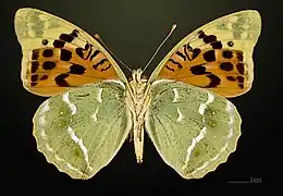 Female underside