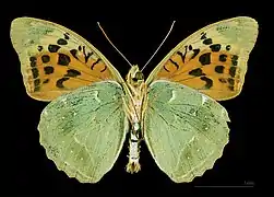 Male underside