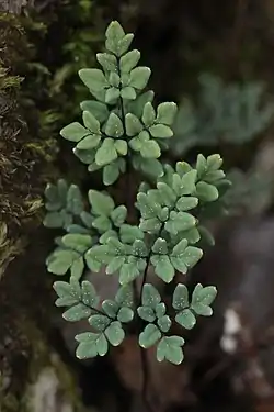 Upper surface of a highly-compound grayish-green leaf with a few white dots