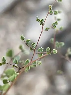 The lower surface of a highly-compound leaf, with green leaflets whose edges fold under and tan axes that zig-zag slightly