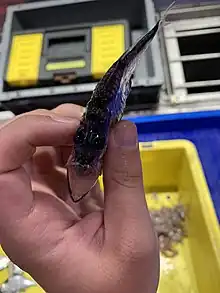 View of an ~8cm long fish from above. The skin is dark and the eyes are upwards-facing, with metallic blue irises. The fish is laterally compressed, and as such looks very slender from this angle. It is being held in someone's fingers.