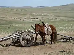 Mongolian horse and cart in Arkhurt