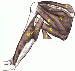 Muscles on the dorsum of the scapula, and the Triceps brachii muscle:#3 latissimus dorsi muscle#5 teres major muscle#6 teres minor muscle#7 supraspinatus muscle#8 infraspinatus muscle#13 long head of triceps brachii muscle