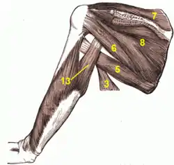 Muscles around the left shoulder, seen from behind.3.  Latissimus dorsi muscle5. Teres major muscle6. Teres minor muscle7. Supraspinatus muscle8. Infraspinatus muscle13. long head of Triceps brachii muscle.