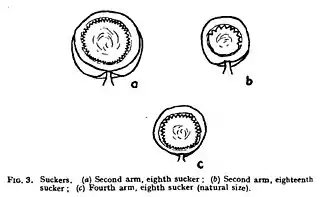 #111 (12/11/1935)Suckers of arms II and IV (Frost, 1936:92, fig. 3)