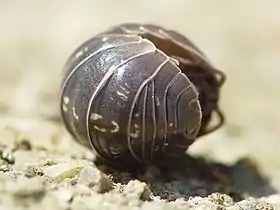 The same dark grey isopod, now curled up, its head almost tucked into its tail.