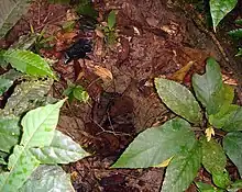Abandoned armadillo burrow showing a mostly over-grown depression in the soil surrounded by vegetation