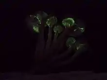 Bioluminescent Armillaria novae-zelandiae