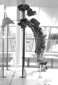 Front view, showing that only the left-hand-side bones are mounted