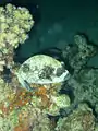 Masked puffer at night, resting (sleeping?) on a coral outcrop
