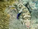 A disruptively patterned white-spotted puffer being cleaned by a conspicuously coloured Hawaiian cleaner wrasse.