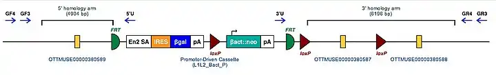 Molecular structure of Art4 region with inserted mutation sequence