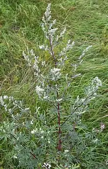 Artemisia, Taymyr lowlands 24,000–10,300 YBP, Yakutia 22,500 YBP, Alaska and the Yukon 15,000-11,500 YBP