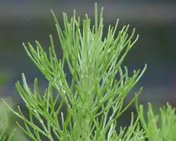 Young green foliage