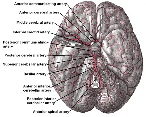 The arteries of the base of the brain.