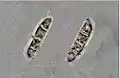 Photograph of two spores (3-septate, 4-celled) from Arthonia caesia taken through a compound microscope, x 1000.   (spores measure 21 x 5 micrometres)