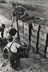 Arthur Rothstein, Child Labor, Cranberry Bog, 1939. Brooklyn Museum.