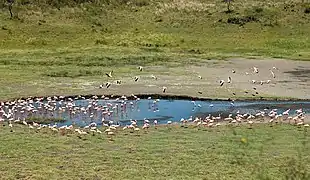 Flamingos at the Momella Lake.