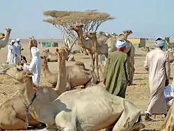 Camel market in Shalateen