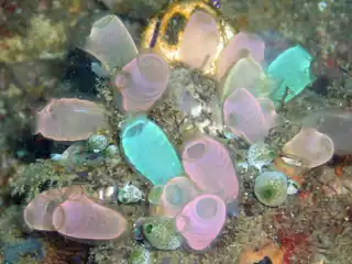 Tunicates, like these fluorescent-colored sea squirts, may provide clues to vertebrate and therefore human ancestry.
