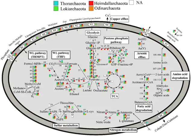 Metabolic pathways of Asgard archaea, varying by phyla