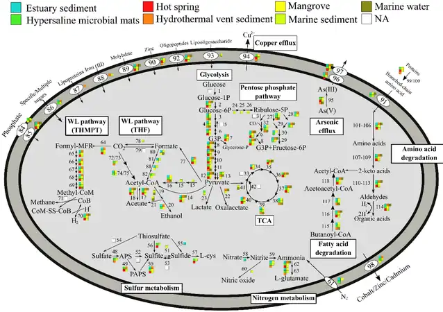 Metabolic pathways of Asgard archaea, varying by environment