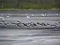 Wading birds on the ash lagoon