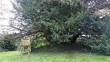 An ancient and massive yew tree in a cemetery, behind a beautifully carved sign with information about the tree.