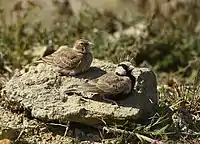 Ashy-crowned Sparrow-lark pair, Left - Female ♀, Right - Male ♂