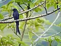 Ashy Drongo at Kidoor in Kasaragod, India