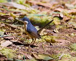 In Lalbagh, Bangalore